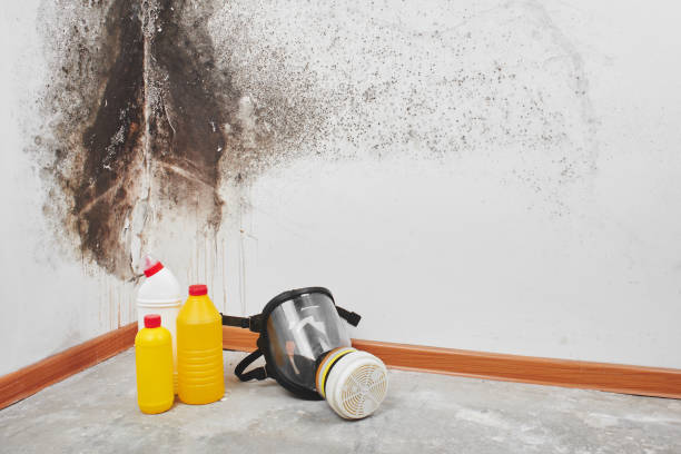 Best Same-Day Mold Removal  in Gregory, TX