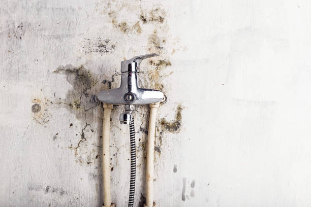 Best Commercial Mold Removal  in Gregory, TX