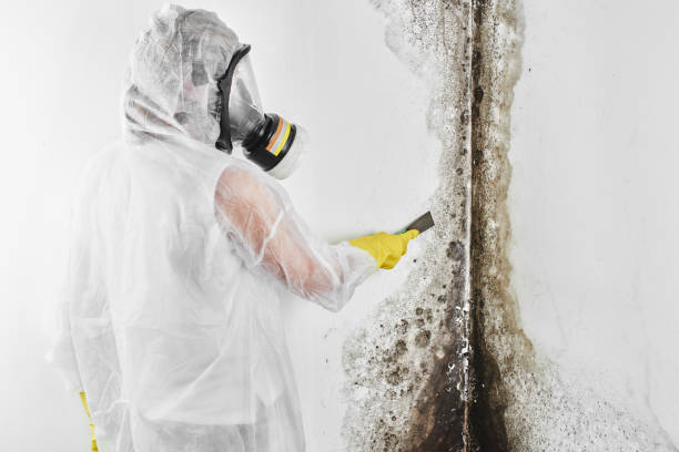 Best Fast Mold Removal  in Gregory, TX
