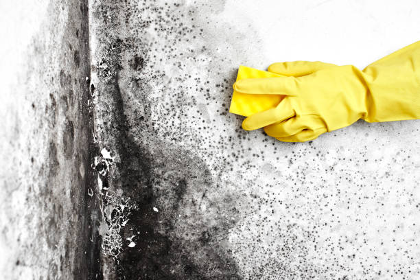Best Mold Testing  in Gregory, TX