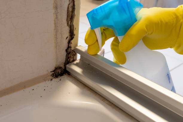 Best Fast Mold Removal  in Gregory, TX