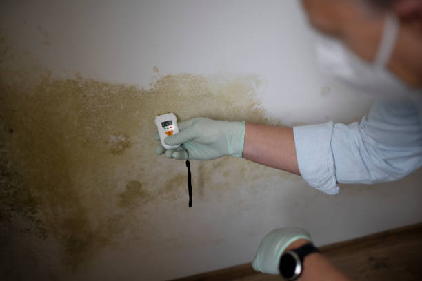 Best Residential Mold Removal  in Gregory, TX