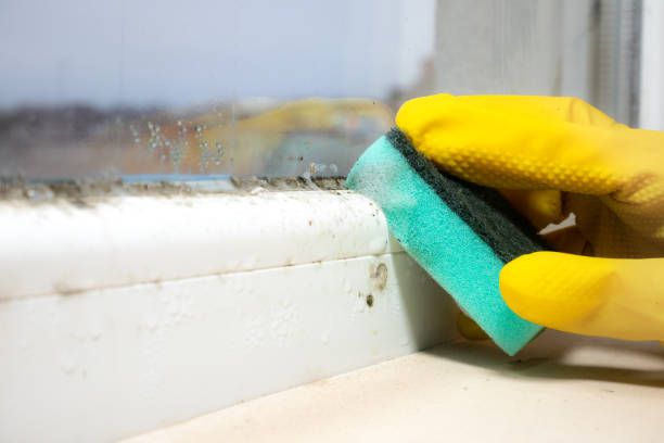 Professional Mold Removal in Gregory, TX