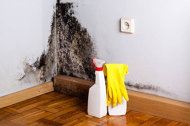 Best Mold Testing  in Gregory, TX