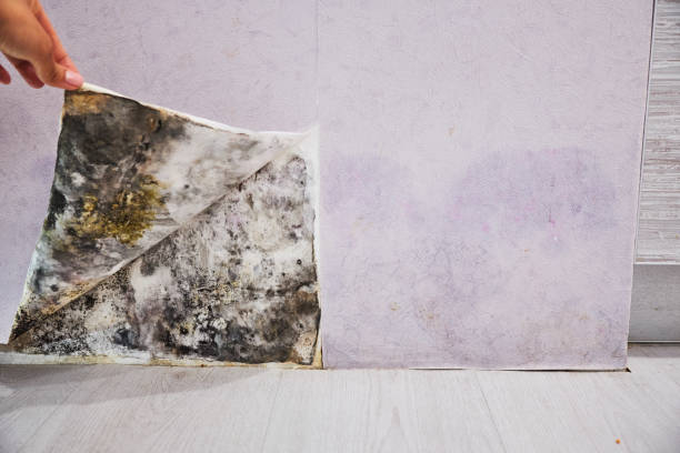 Best Mold Removal Near Me  in Gregory, TX